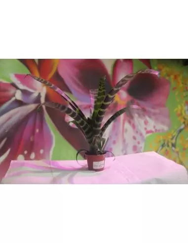Vriesea splendens