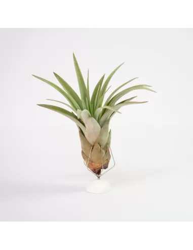 Tillandsia Zacapanensis